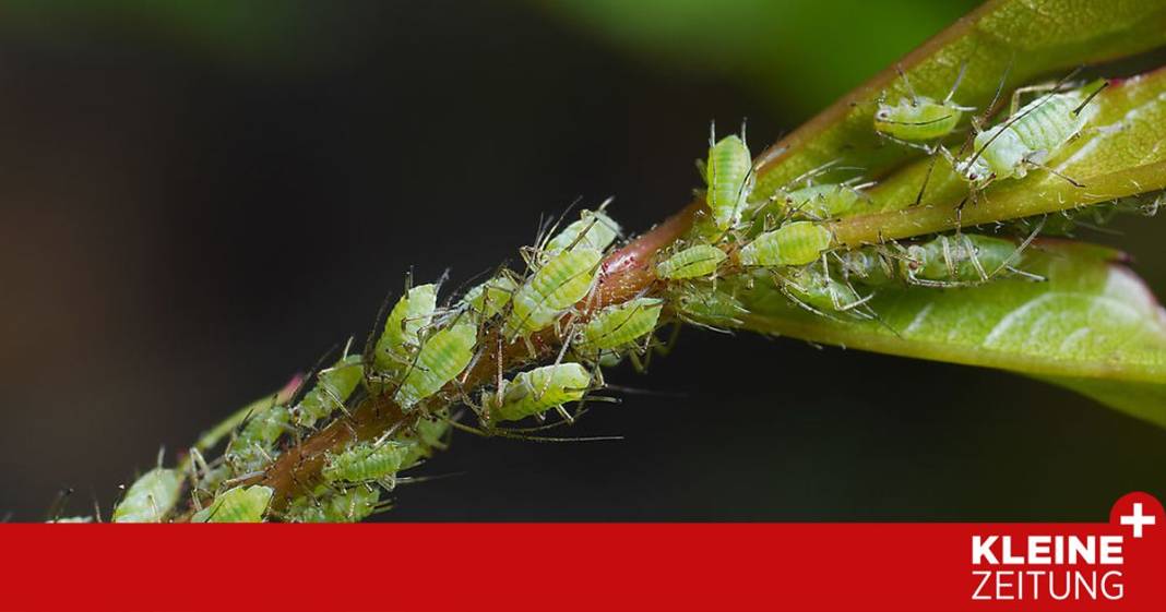 herr-ploberger,-was-hilft-gegen-blattlaeuse?