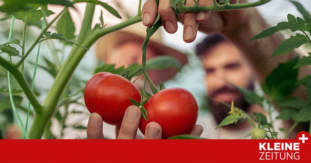 hitze-und-duerre:-wie-klimafit-sind-unsere-paradeiser? hitze-und-duerre:-wie-klimafit-sind-unsere-paradeiser?