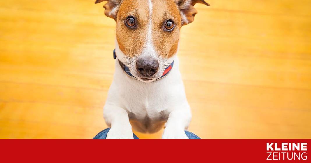 hunde-revanchieren-sich-nicht-bei-spendablen-menschen hunde-revanchieren-sich-nicht-bei-spendablen-menschen