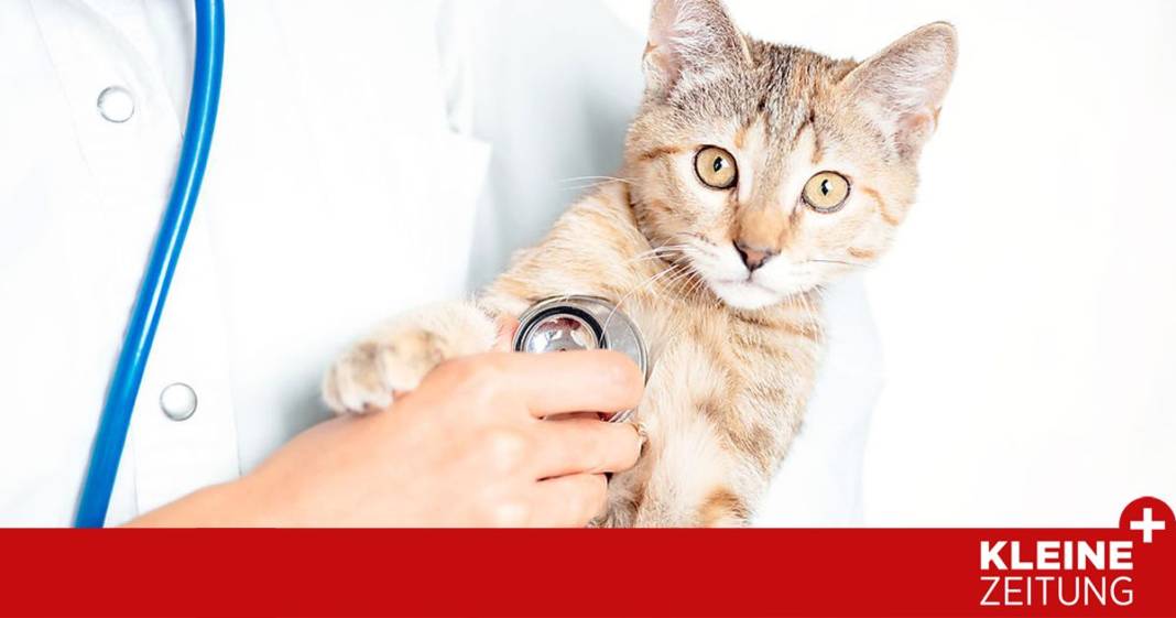 zwei-wirkstoffe-machen-hoffnung,-fip-bei-katzen-zu-heilen zwei-wirkstoffe-machen-hoffnung,-fip-bei-katzen-zu-heilen