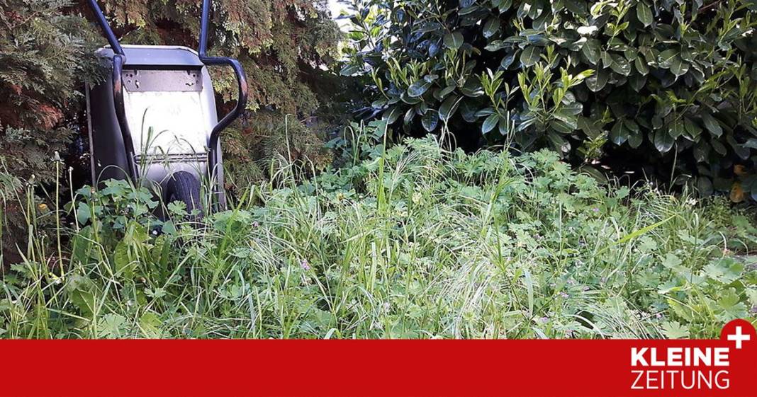 nachbar-garten-verwildert:-gibt-es-eine-maehpflicht? nachbar-garten-verwildert:-gibt-es-eine-maehpflicht?