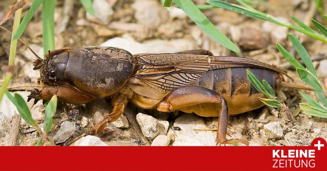 herr-ploberger,-bei-mir-wuetet-die-maulwurfsgrille-im-beet-–-was-tun? herr-ploberger,-bei-mir-wuetet-die-maulwurfsgrille-im-beet-–-was-tun?