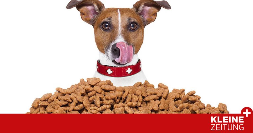 hunde-trockenfutter:-diese-sorten-schneiden-(nicht)-gut-ab