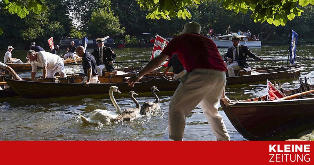 schwanenzaehlung-auf-der-themse-hat-begonnen
