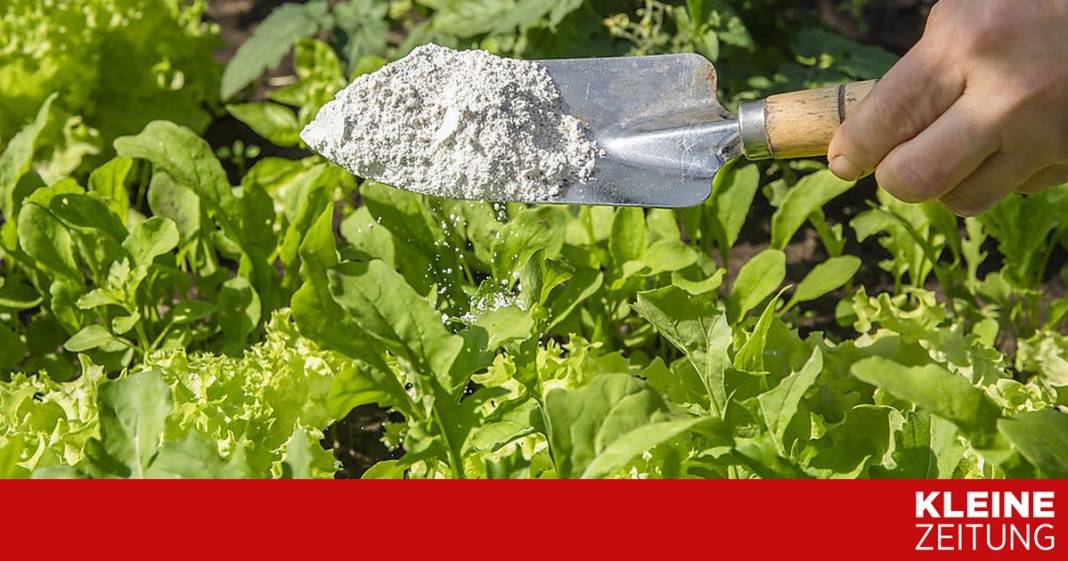 hilfe,-ameisen-ueberall!-backpulver-hat-bisher-nicht-gewirkt