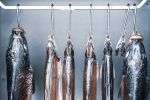 warum-wir-mehr-heimischen-fisch-essen-sollten warum-wir-mehr-heimischen-fisch-essen-sollten