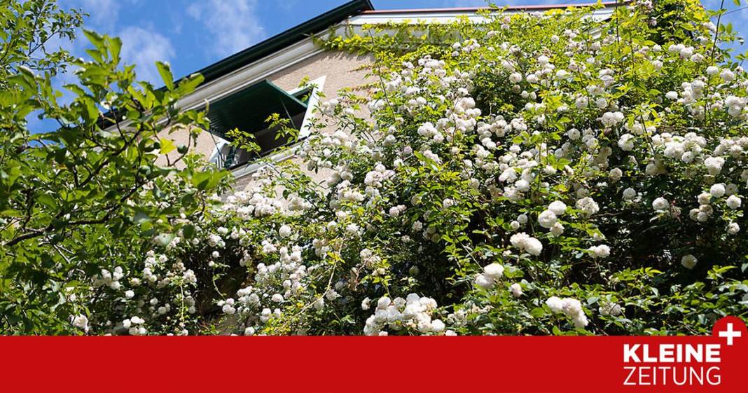 eine-bluehende-oase,-in-der-das-seinlassen-zelebriert-wird eine-bluehende-oase,-in-der-das-seinlassen-zelebriert-wird