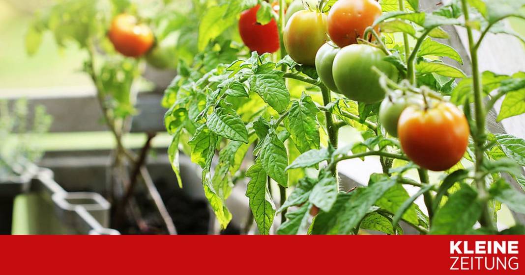 meine-tomaten-drehen-die-blaetter-zusammen-–-was-tun?