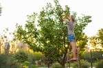 welche-baeume-wachsen-in-ihrem-garten? welche-baeume-wachsen-in-ihrem-garten?