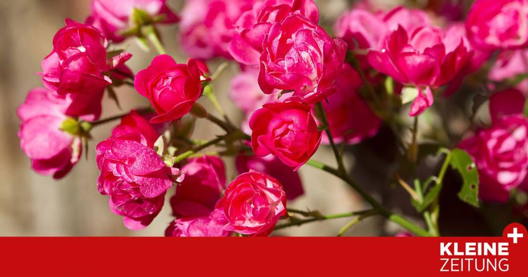 herr-ploberger,-was-kann-ich-tun,-damit-die-rosen-wunderschoen-bluehen?