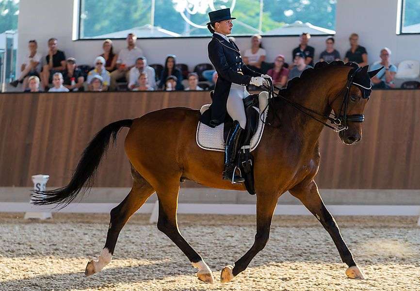 goessendorfer-begruessten-die-nationale-elite-im-dressurreitsport goessendorfer-begruessten-die-nationale-elite-im-dressurreitsport