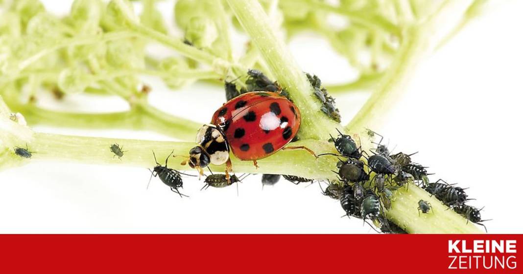 welche-insektenmittel-nuetzlingen-wie-dem-marienkaefer-nicht-schaden welche-insektenmittel-nuetzlingen-wie-dem-marienkaefer-nicht-schaden