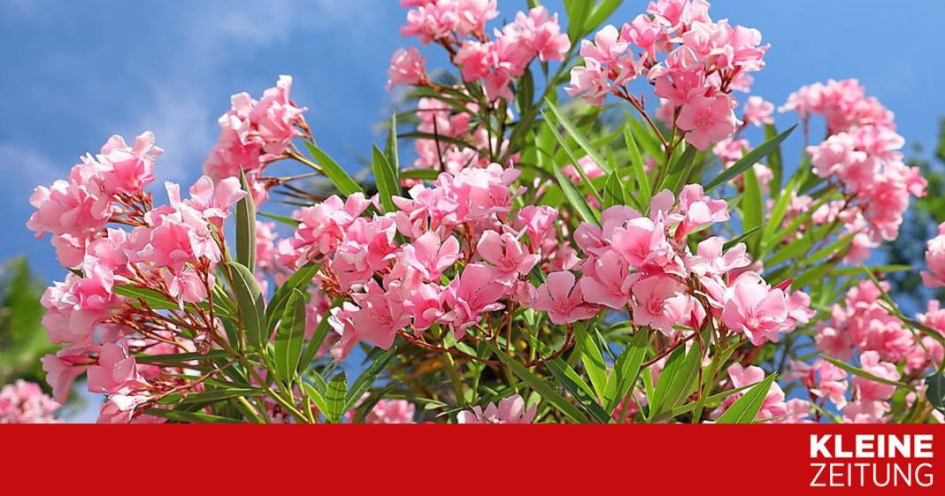 der-oleander-wirft-gelbe-blaetter-ab-–-was-mache-ich-falsch?