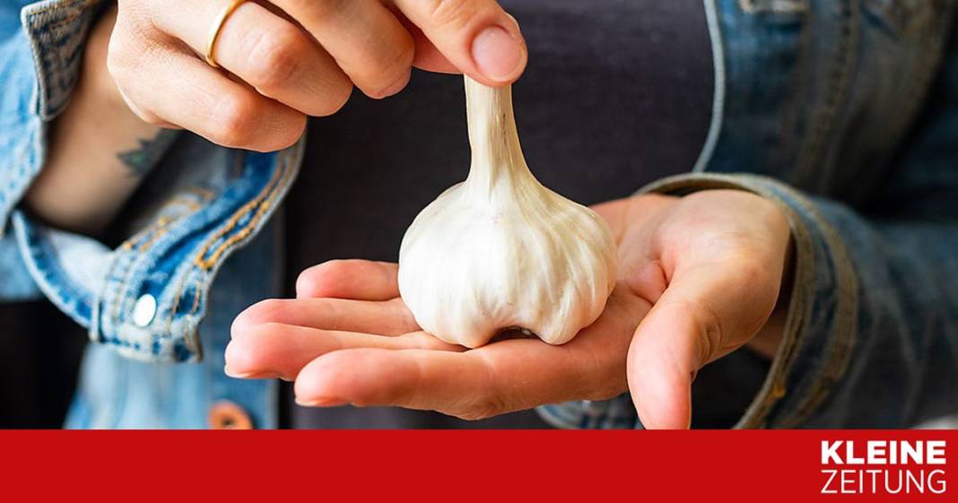 knoblauch-in-der-nase:-hausmittel-gegen-erkaeltung? knoblauch-in-der-nase:-hausmittel-gegen-erkaeltung?