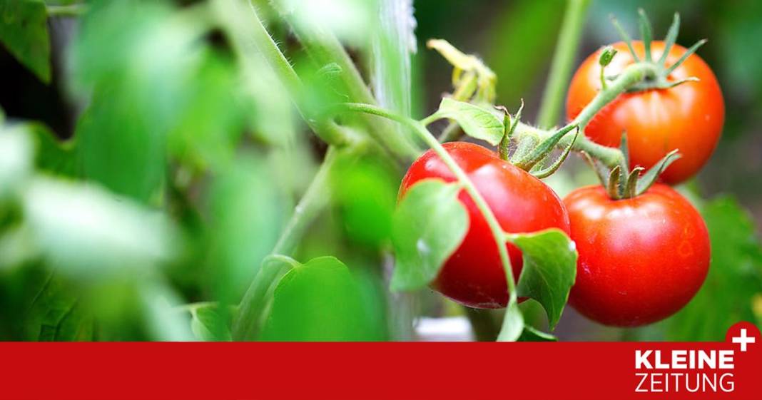 herr-ploberger,-wie-gedeihen-die-paradeiser?