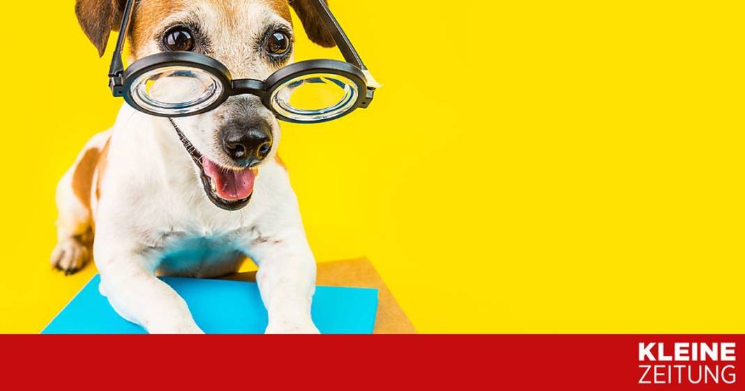 so-sozialisiert-man-seinen-hund-richtig so-sozialisiert-man-seinen-hund-richtig