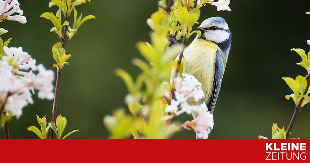 welche-gehoelze-eignen-sich-als-brutplatz-und-futterquelle-fuer-voegel?