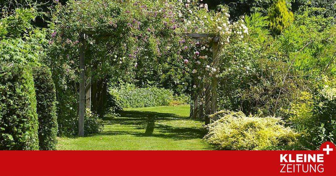 herr-ploberger,-welche-eibe-soll-ich-fuer-meine-hecke-verwenden?