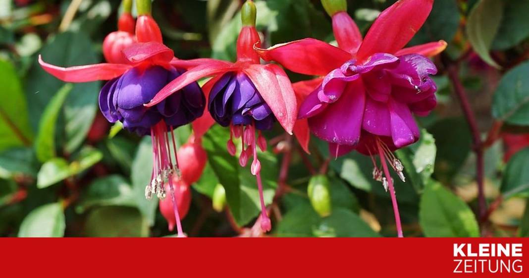 herr-ploberger,-kann-es-sein,-dass-die-wespen-meine-fuchsien-anbeissen?