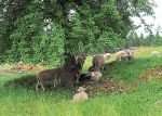 niederoesterreich:-immer-der-baerentatze-durchs-waldviertel-folgen niederoesterreich:-immer-der-baerentatze-durchs-waldviertel-folgen