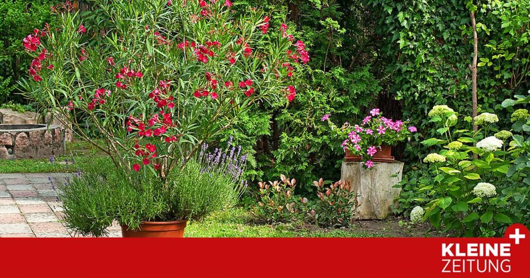 hilfe,-der-oleander-hat-gelbe-blaetter!