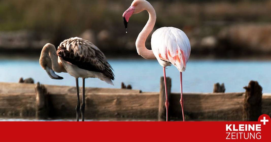 warum-sich-in-dieser-lagune-flamingos-tummeln