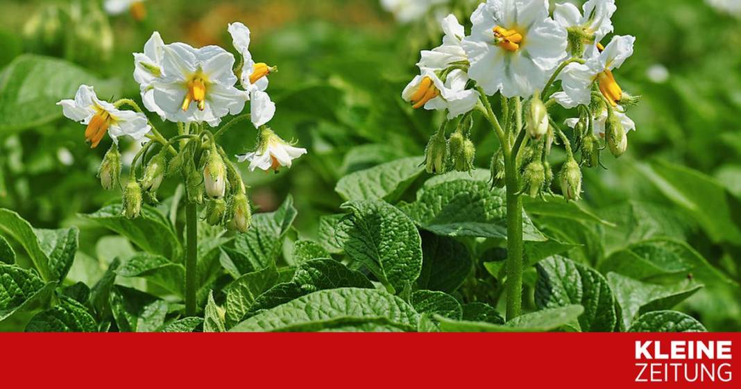extreme-krautfaeule-bei-den-erdaepfeln-–-kann-ich-die-fruechte-dennoch-ansetzen?