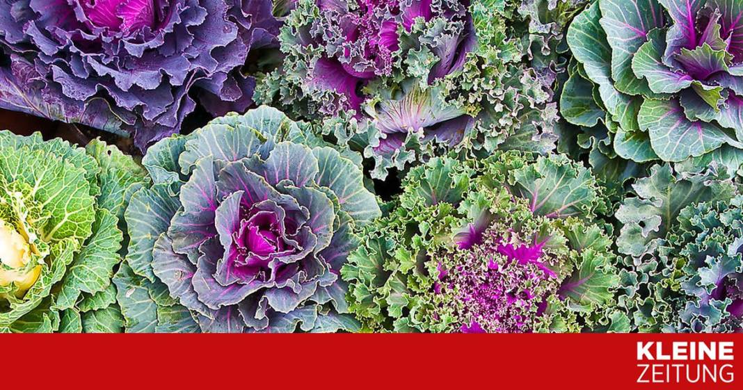kann-man-den-zierkohl-auch-essen?