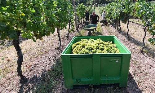 weinernte:-oesterreichs-winzer-hoffen-auf-“goldenen-herbst” weinernte:-oesterreichs-winzer-hoffen-auf-“goldenen-herbst”