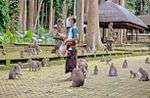 bali:-touristen-bleiben-aus,-hungrige-affen-suchen-dorfbewohner-heim bali:-touristen-bleiben-aus,-hungrige-affen-suchen-dorfbewohner-heim