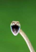 die-witzigsten-tierfotos-des-jahres-und-der-welt die-witzigsten-tierfotos-des-jahres-und-der-welt