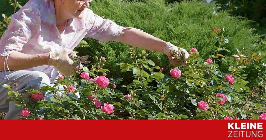 herr-ploberger,-soll-ich-die-rosen-jetzt-schneiden?