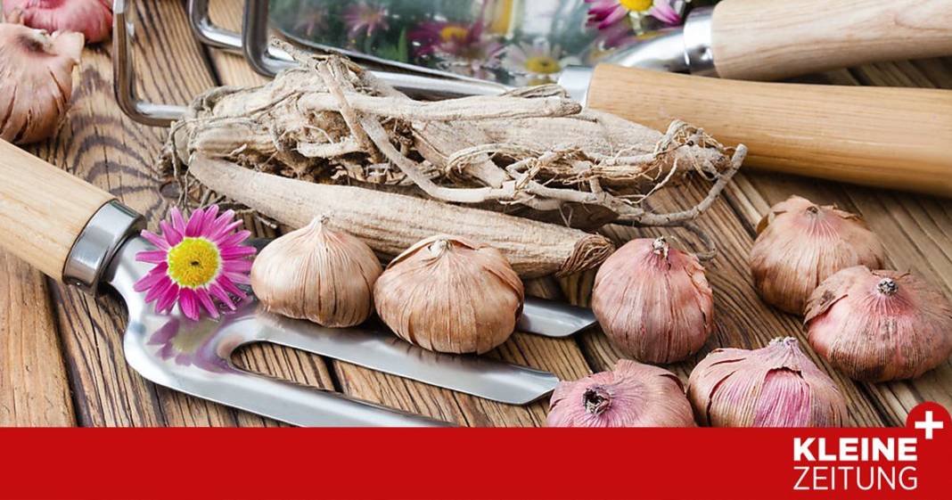 welche-zwiebeln-jetzt-in-die-erde-sollten