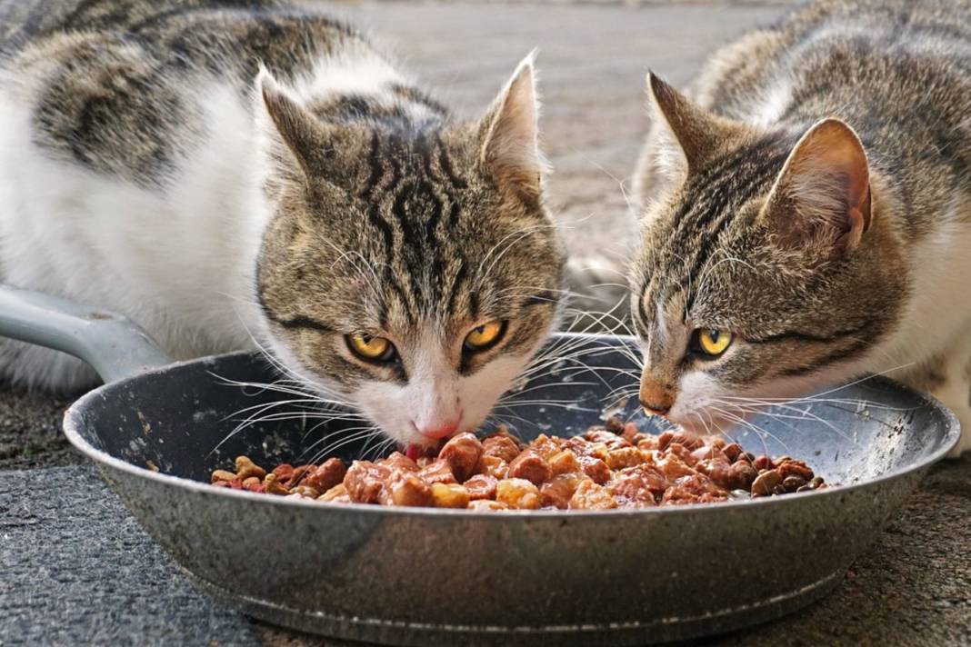 gesundes-katzenfutter-–-die-basis-fuer-ein-langes-katzenleben gesundes-katzenfutter-–-die-basis-fuer-ein-langes-katzenleben