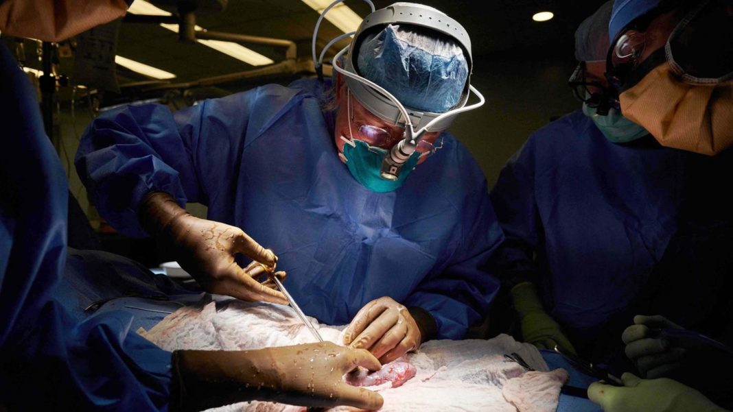 ohne-abstossung:-niere-von-schwein-zu-mensch-transplantiert:-chirurg-erklaert,-wie-das-funktioniert ohne-abstossung:-niere-von-schwein-zu-mensch-transplantiert:-chirurg-erklaert,-wie-das-funktioniert