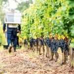 wie-die-weltberuehmte-weinregion-bordeaux-ihr-image-korrigieren-will wie-die-weltberuehmte-weinregion-bordeaux-ihr-image-korrigieren-will