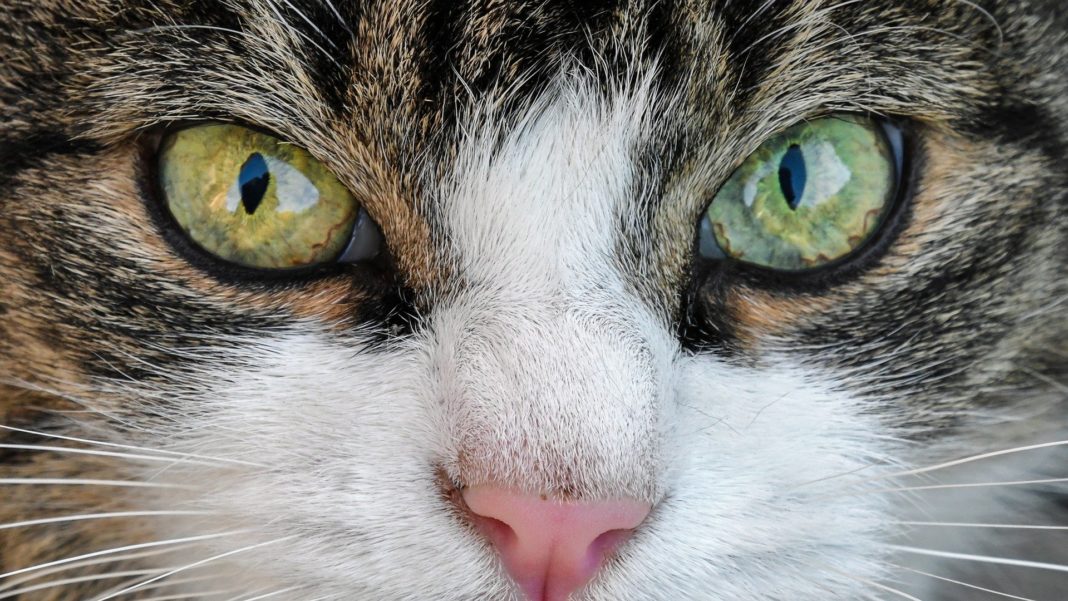air-malta:-kleine-hunde-und-katzen-fliegen-fuer-70-euro-mit air-malta:-kleine-hunde-und-katzen-fliegen-fuer-70-euro-mit