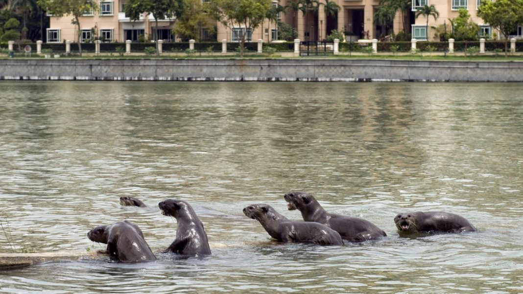 singapur:-“ich-dachte,-die-bringen-mich-um”:-mann-wird-von-horde-aggressiver-otter-angegriffen singapur:-“ich-dachte,-die-bringen-mich-um”:-mann-wird-von-horde-aggressiver-otter-angegriffen