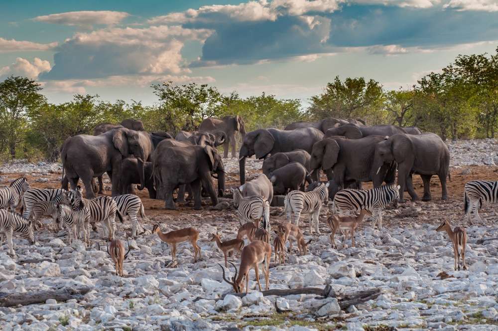 etosha-–-lebendige-salzwueste-und-mystischer-geisterwald etosha-–-lebendige-salzwueste-und-mystischer-geisterwald