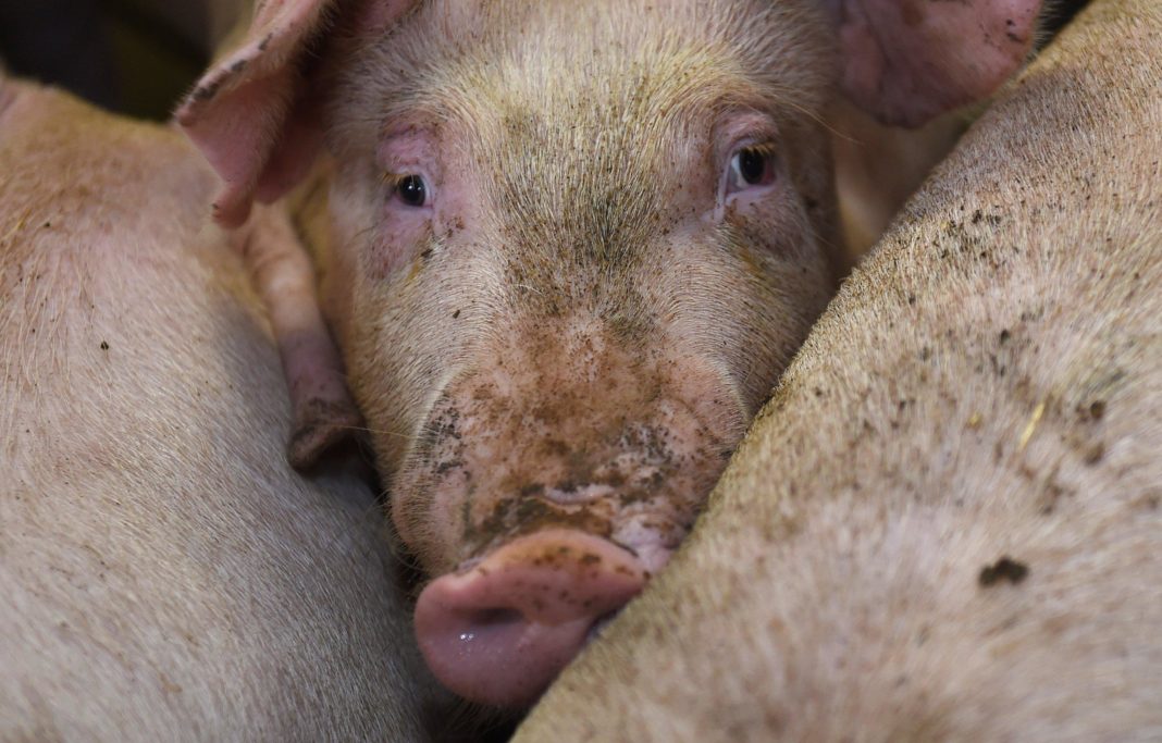 mediziner-setzten-patienten-erstmals-erfolgreich-schweineherz-ein