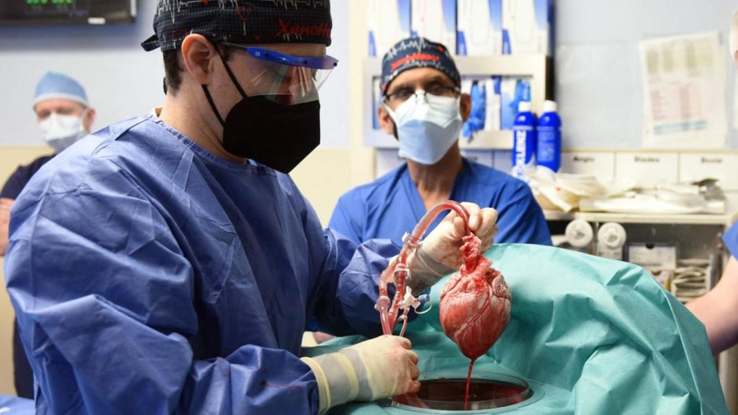 keine-abstossungsreaktion:-aerzte-transplantieren-schwerkrankem-ein-genveraendertes-schweineherz