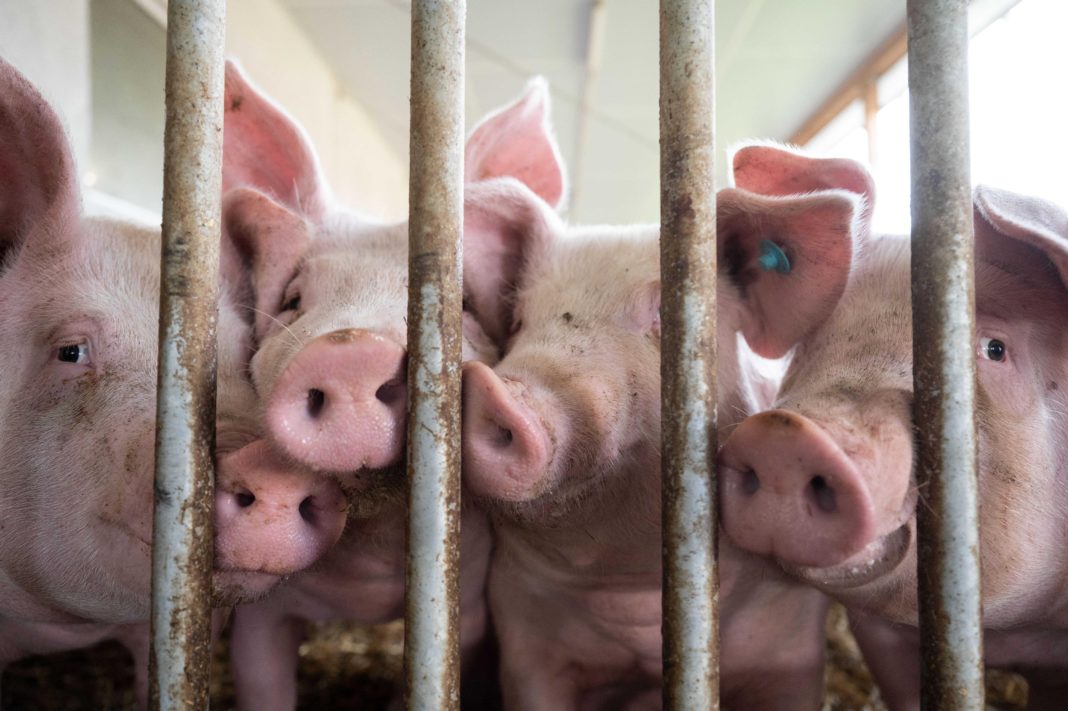 schweineherz-transplantation:-medizinethiker-hat-keine-bedenken schweineherz-transplantation:-medizinethiker-hat-keine-bedenken