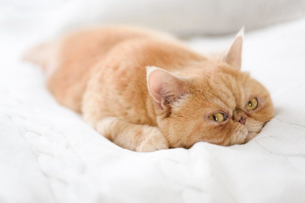 hauskatzen-haben-kleinere-hirne-als-ihre-wilden-vorfahren hauskatzen-haben-kleinere-hirne-als-ihre-wilden-vorfahren