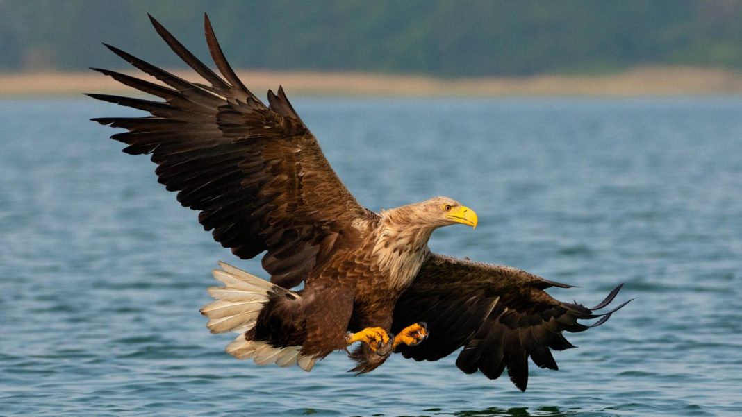 von-der-ostsee-bis-zur-saechsischen-schweiz:-im-land-von-adler,-wolf-und-kranich-–-deutschlands-wilder-osten