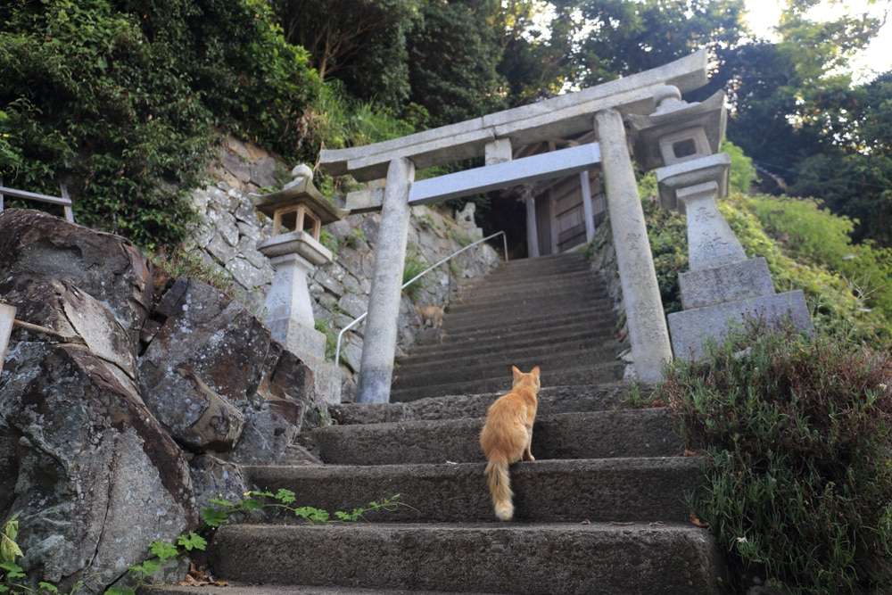aoshima:-die-katzeninsel aoshima:-die-katzeninsel