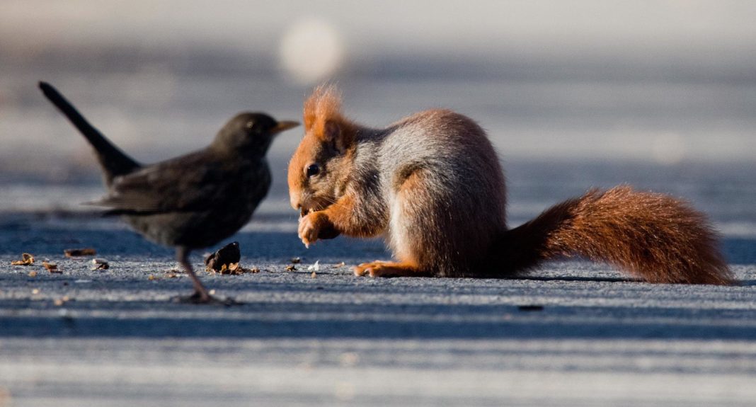 welche-umweltprobleme-menschen-und-tiere-zunehmend-belasten