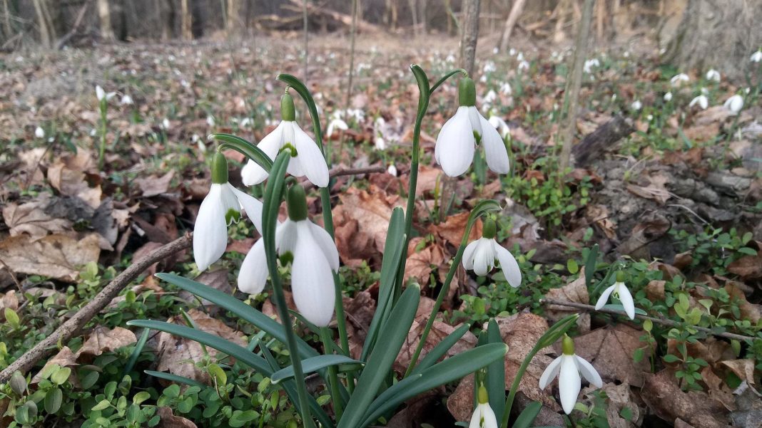 ameise-liebt-schneegloeckerl:-bestechung-im-nationalpark