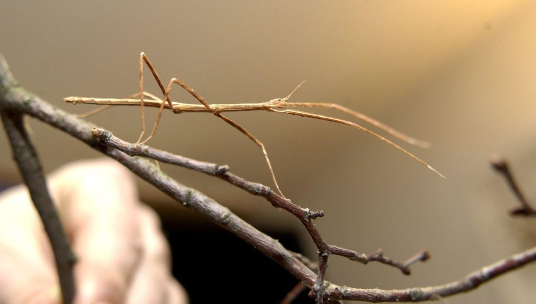 warum-sich-sex-doch-lohnt,-zumindest-fuer-stabheuschrecken