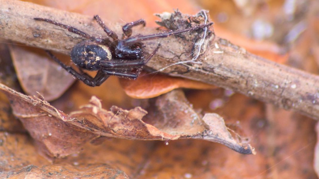 insektenbiss:-edle-kugelspinne-–-wie-gefaehrlich-ist-ihr-biss-fuer-den-menschen? insektenbiss:-edle-kugelspinne-–-wie-gefaehrlich-ist-ihr-biss-fuer-den-menschen?