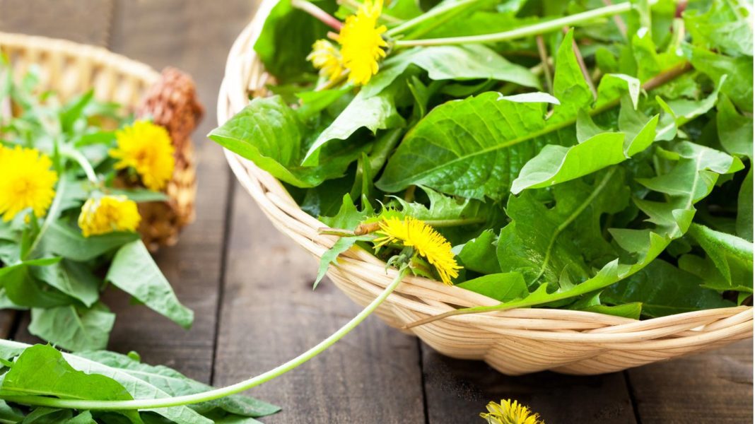 loewenzahn,-giersch,-brennnessel:-unkraut-aus-dem-garten:-so-lassen-sich-die-pflanzen-in-der-kueche-verwenden loewenzahn,-giersch,-brennnessel:-unkraut-aus-dem-garten:-so-lassen-sich-die-pflanzen-in-der-kueche-verwenden